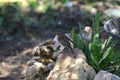 Close-up of a Beautiful European Robin, Robin Redbreast, Nature