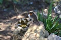 Close-up of a Beautiful European Robin, Robin Redbreast, Nature