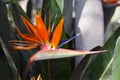 Close up of a beautiful exotic orange Strelitzia Reginae Bird of paradise flower in full bloom Royalty Free Stock Photo