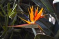 Close up of a beautiful exotic orange Strelitzia Reginae Bird of paradise flower in full bloom Royalty Free Stock Photo