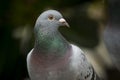 Close up beautiful eyes of speed racing pigeon bird against blur