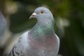 Close up beautiful eys of speed racing pigeon bird against green