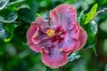 Close up beautiful fancy Taiwan hibiscus flower.Colorful hibiscus flower in the garden. Royalty Free Stock Photo