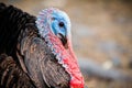 Close up of a beautiful farm turkey Royalty Free Stock Photo