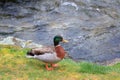 close up beautiful feather ,plumage of wild Mallard duck in south island new zealand Royalty Free Stock Photo