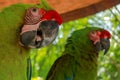 Close up of beautiful feathers of colorful bird, Green winged Macaw parrot Red and Green Macaw. Exotic wildlife for background, Royalty Free Stock Photo