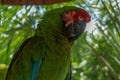 Close up of beautiful feathers of colorful bird, Green winged Macaw parrot Red and Green Macaw. Exotic wildlife for background, Royalty Free Stock Photo