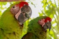 Close up of beautiful feathers of colorful bird, Green winged Macaw parrot Red and Green Macaw. Exotic wildlife for background, Royalty Free Stock Photo