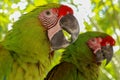 Close up of beautiful feathers of colorful bird, Green winged Macaw parrot Red and Green Macaw. Exotic wildlife for background, Royalty Free Stock Photo