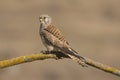 A close-up of a beautiful female Lesser Kestrel Falco naumanni Royalty Free Stock Photo