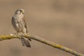A close-up of a beautiful female Lesser Kestrel Falco naumanni Royalty Free Stock Photo