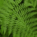 Close up of beautiful ferns leaves. Natural green foliage. Dark fern background Royalty Free Stock Photo