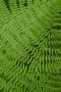Close up of beautiful ferns leaves. Natural green foliage. Dark fern background Royalty Free Stock Photo
