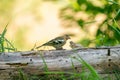 Close-up of a beautiful finch sitting on a branch in the forest. Beautiful green and yellow light in background Royalty Free Stock Photo