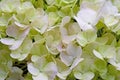 Close-up beautiful floral background green-white hydrangea flowers