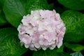 Close-up beautiful floral background pink hydrangea flowers Royalty Free Stock Photo