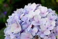 Close-up beautiful floral background Purple hydrangea flowers Royalty Free Stock Photo