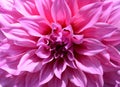 Close-up beautiful floral white and pink Dahlia flower abstract background Royalty Free Stock Photo