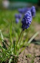Close-up of a beautiful flower of a blooming blue Grape hyacinth (Muscari armeniacum) Royalty Free Stock Photo