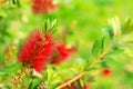 A close up of a beautiful flower Callistemon on a nature background, bottlebrushes
