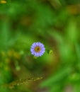 A beautiful marron flower in Kashmir Royalty Free Stock Photo