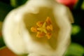 Close up of a beautiful flower