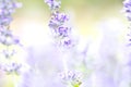 Close up beautiful flower in garden , Sage plant (lat. Salvia Officinalis)