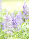 Close up beautiful flower in garden , Sage plant (lat. Salvia Officinalis)