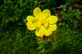 Close up beautiful flower on green background Royalty Free Stock Photo