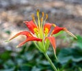 Close-up of the beautiful flower Liium catesbaei, most commonly known as Catesby`s lily or pine lily Royalty Free Stock Photo