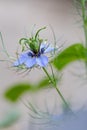 Close up of beautiful flower Love-in-a-mist Nigella damascena Royalty Free Stock Photo