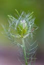 Close up of beautiful flower Love-in-a-mist Nigella damascena