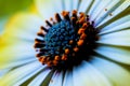 Close-up on beautiful flower-pistils, stamen and polen