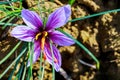 Close up of beautiful flower saffron growing on field for harvest of spice