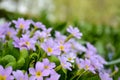 Close-up of a beautiful flower