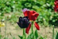 Close up of beautiful flowering black tulips in the garden in springtime. Colorful spring Background. Sunny day Royalty Free Stock Photo