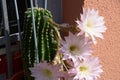 Close-up of beautiful flowering echinopsis cactus in august