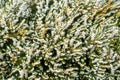 Close up of beautiful flowering lucky white heather plant, Calluna Vulgaris, in the Glen of Aherlow, Tipperary, Ireland.
