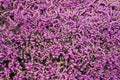 Close up of beautiful flowering purple heather plant, Calluna Vulgaris, in the Glen of Aherlow, Tipperary, Ireland.