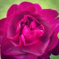 Close-up of a beautiful flowering purple/red rose