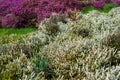 Close up of beautiful flowering purple and white heather, Calluna Vulgaris, in the Glen of Aherlow, Tipperary, Ireland.