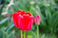 Close up of beautiful flowering red tulips in the garden in springtime. Colorful spring Background. Sunny day Royalty Free Stock Photo