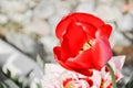 Close up of beautiful flowering red tulips in the garden in springtime. Colorful spring Background. Sunny day Royalty Free Stock Photo