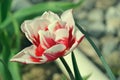 Close up of beautiful flowering red and white tulips in the garden in springtime. Colorful spring Background. Sunny day