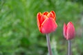 Close up of beautiful flowering red and yellow tulips in the garden in springtime. Colorful spring Background. Sunny day Royalty Free Stock Photo