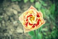 Close up of beautiful flowering red and yellow tulips in the garden in springtime. Colorful spring Background. Sunny day Royalty Free Stock Photo