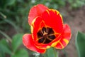 Close up of beautiful flowering red and yellow tulips in garden in springtime. Colorful spring Background. Sunny day Royalty Free Stock Photo