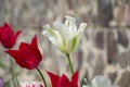 Close up of beautiful flowering tulips in garden in springtime. Colorful spring Background. Sunny day. Detail view of blooming Royalty Free Stock Photo