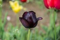 Close up of beautiful flowering tulips in garden in springtime. Colorful spring Background. Sunny day. Detail view of blooming Royalty Free Stock Photo