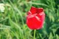 Close up of beautiful flowering tulips in garden in springtime. Colorful spring Background. Sunny day. Detail view of blooming Royalty Free Stock Photo